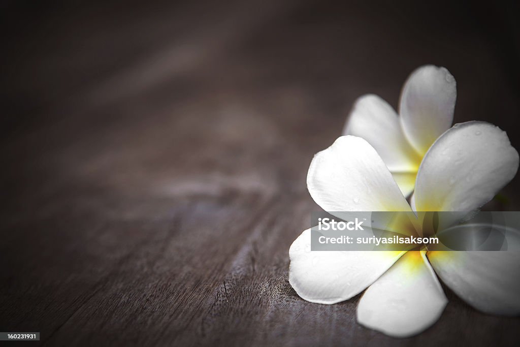 white frangipani flower on wood background white frangipani flower on wood background with shallow depth of field Backgrounds Stock Photo