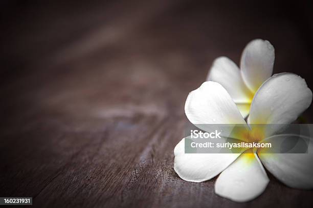 White Frangipani Flower On Wood Background Stock Photo - Download Image Now - Backgrounds, Close-up, Closed