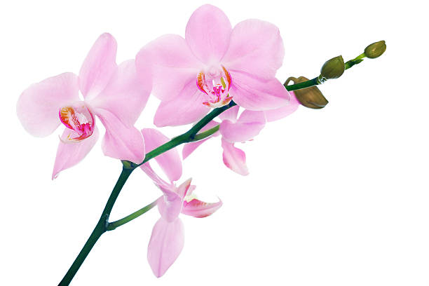 istock isolated pink floral orchid branch 160232146