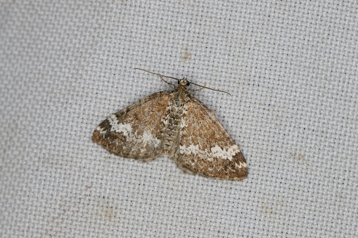 A moth sitting on the window curtain lured by the light into the house.