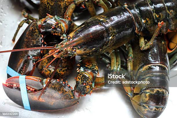 Live Maine Lobster Closeup Stock Photo - Download Image Now - Lobster - Seafood, Maine, Seafood