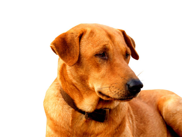 istock Red male dog  isolated  white background for both printing and web pages with cut path and alpha channel 1602332123