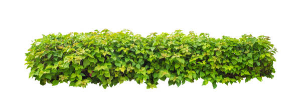 istock Shrubs isolated on white background with clipping path and alpha channel 1602333239