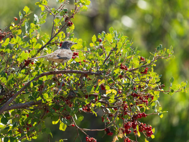 istock sage thrasher perched in bush in colorado 1602333667