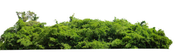istock Forest and foliage in summer for both printing and web pages isolated on white background 1602334174
