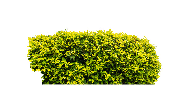 Shrubs isolated on white background with clipping path and alpha channel