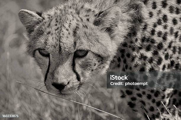 Nahaufnahme Der Junge Geparden Kenia Osten Und Afrika Stockfoto und mehr Bilder von Afrika