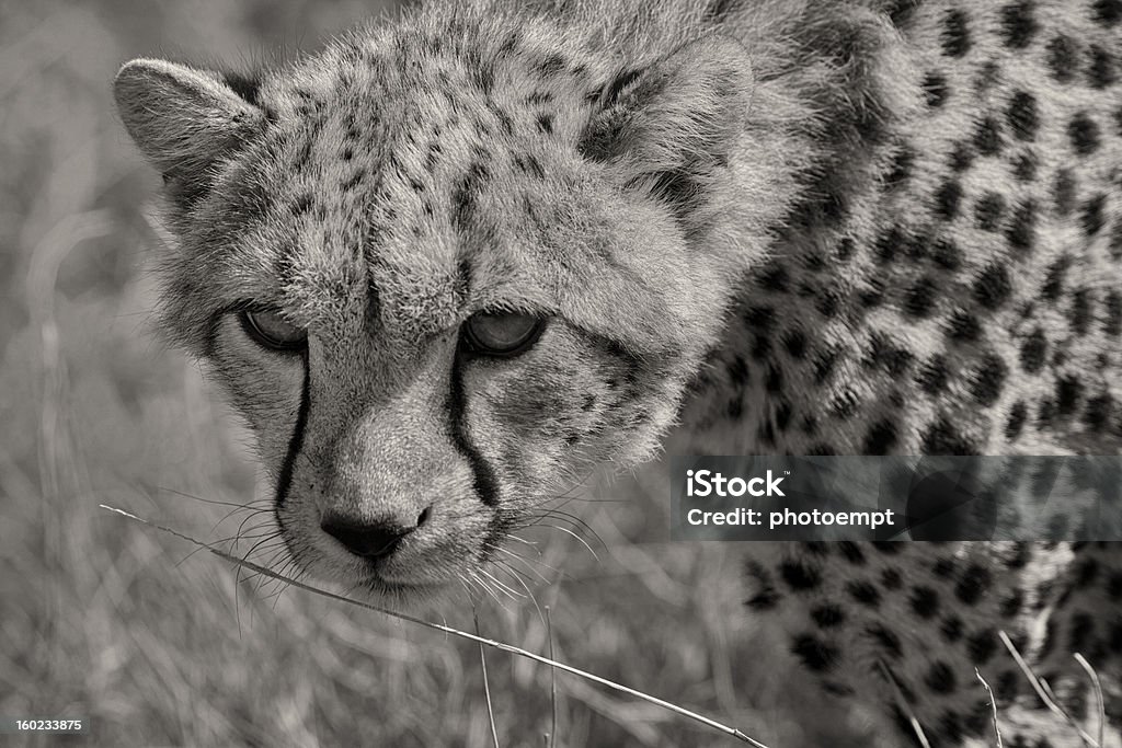 Primo piano del giovane ghepardo, Kenya, Africa orientale - Foto stock royalty-free di Accovacciarsi
