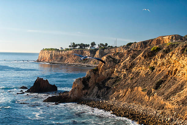 istock Pelican Soaring Over Palos Verdes 160234221