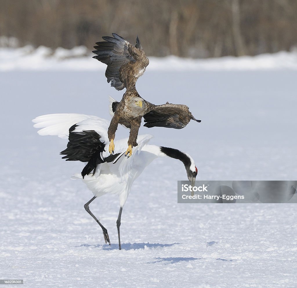 Entdecken Sie die erste Art - Lizenzfrei Adler Stock-Foto