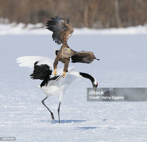 Entdecken Sie Die Erste Art Stockfoto und mehr Bilder von Adler - Adler, Auge, Baum