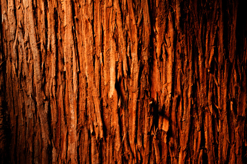 28 march 2023, Basse Yutz, Yutz, Thionville Portes de France, Moselle, Lorraine, Grand Est, France. Close-up on the bark of a thuja. The texture is coarse, with large veins. The bottom of the veins is reddish-brown in color, the ridges tend towards grey. Photo that can be used to create texture in computer graphics works.