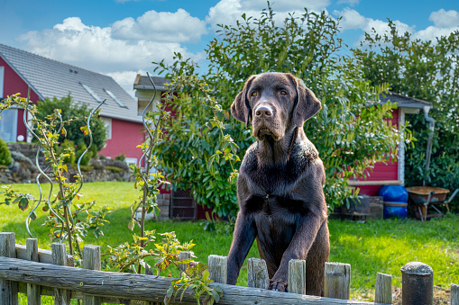 A big dog looks over the fence in the garden