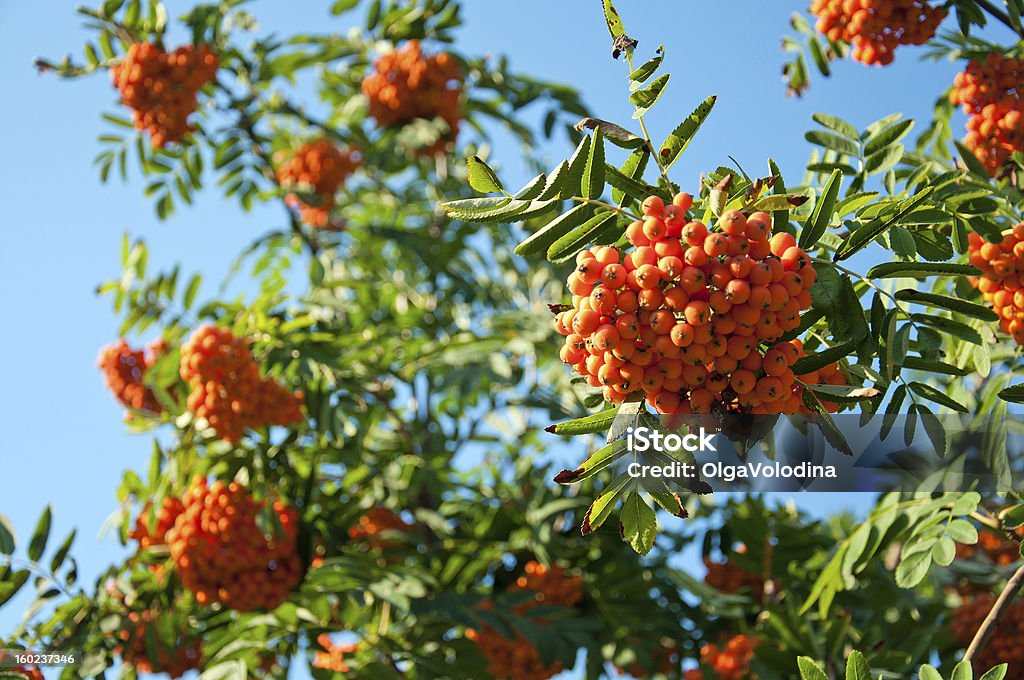 Tomates rowan - Royalty-free Arbusto Foto de stock