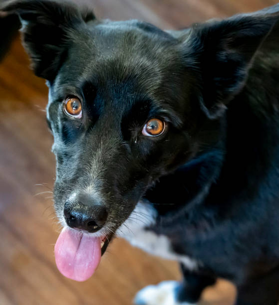 istock Australian black kelpie dog 1602374160