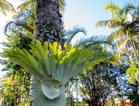 Crown of palm tree Washingtonia filifera, commonly known as California fan palm in Sochi. Luxury leaves with threads on Himalayan Cedar or Cedrus Deodara trees background
