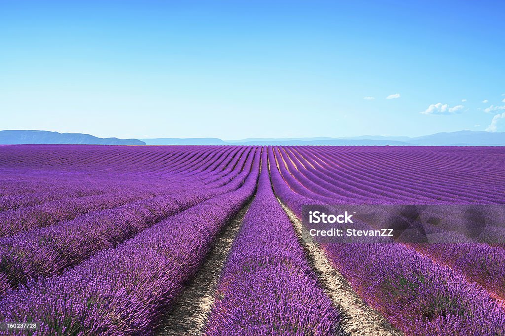 Valensole provence with long rows of lavender flowers Lavender flower blooming scented fields in endless rows. Valensole plateau, provence, france, europe. Lavender - Plant Stock Photo