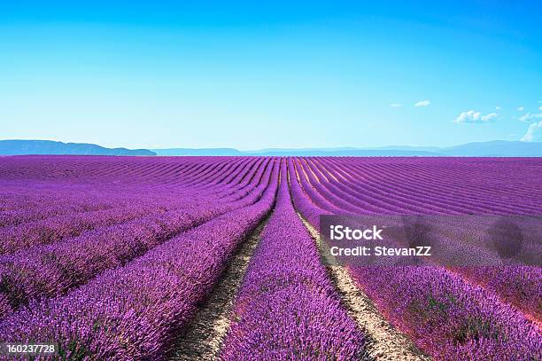 Valensole Provence With Long Rows Of Lavender Flowers Stock Photo - Download Image Now