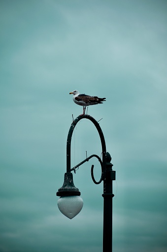 Bird on top of light post