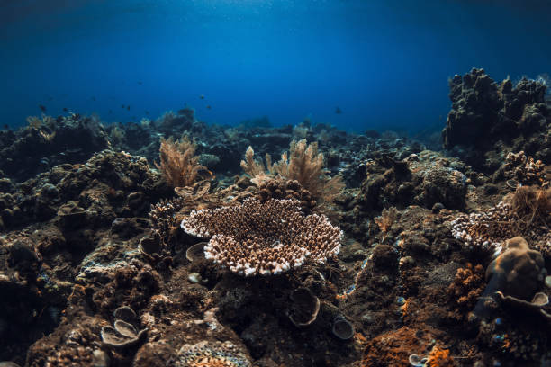 Tranquil underwater scene with corals. Tropical sea with transparent blue water