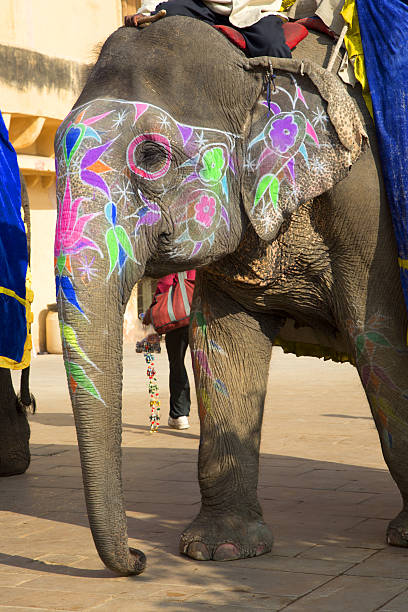 istock Close-up of painted indian elephant 160238481
