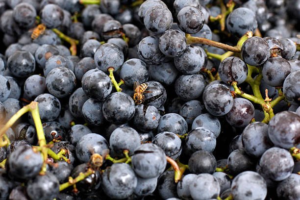 Bees Feeding on Ripe Concord Grapes Bees hover around ripe Concord Grapes, attracted by the fragrant aroma. feeding grapes stock pictures, royalty-free photos & images