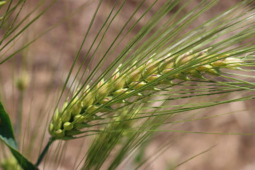 Close-up of green unripe, wheat ers on plant in the field on a sunny day. Selective focus
