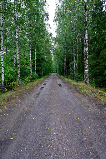 Straight gravel road through wood of birches Kumla Sweden august 2 2023