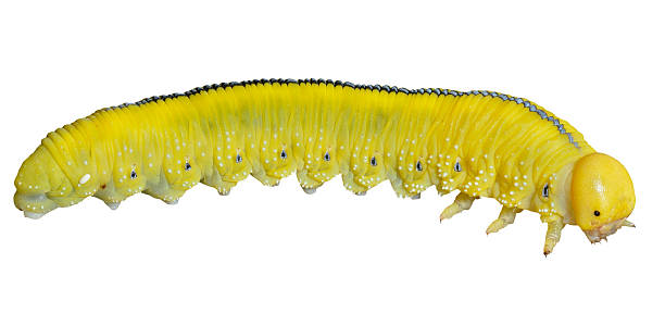 istock Larva of sawfly 160239592