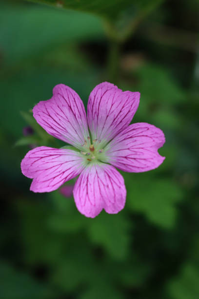 istock Single pink  Mallow flower on plant 1602409032