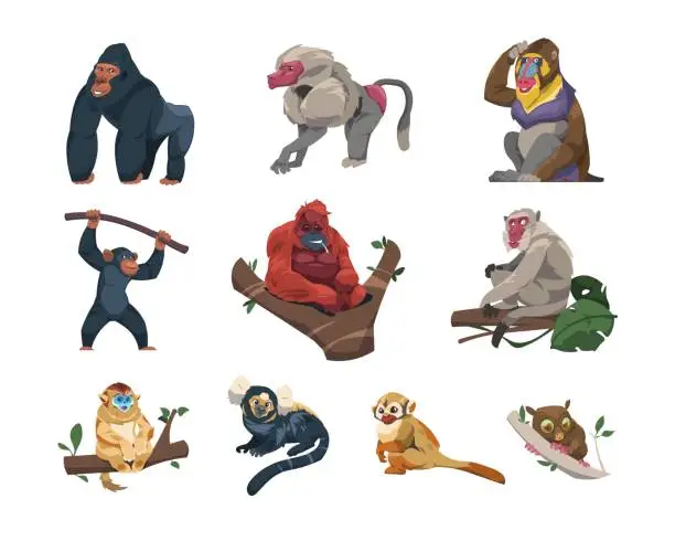 Vector illustration of Monkeys collection. Cartoon ape characters in different poses, species and breeds of monkeyshines, cute tropical primates zoo or wildlife concept. Vector set.