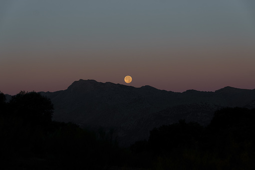 full moon at dawn rising between the mountains in a pine forest
