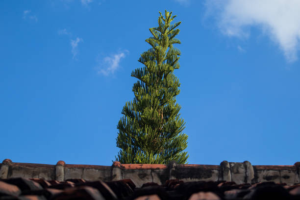 Honduran pine tree. Cone-shaped spruce on blue sky