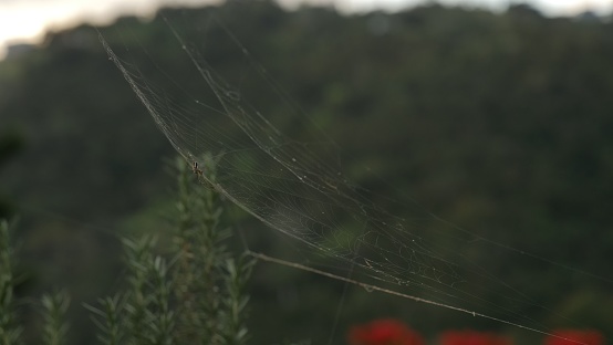 A close-up of a delicate spider web delicately suspended between several vivid plants