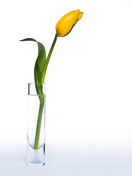 istock Yellow tulip in a glass vase white background 160245702