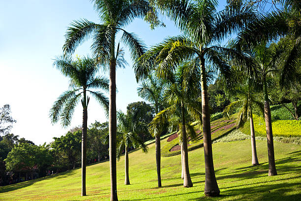 Palm trees stock photo