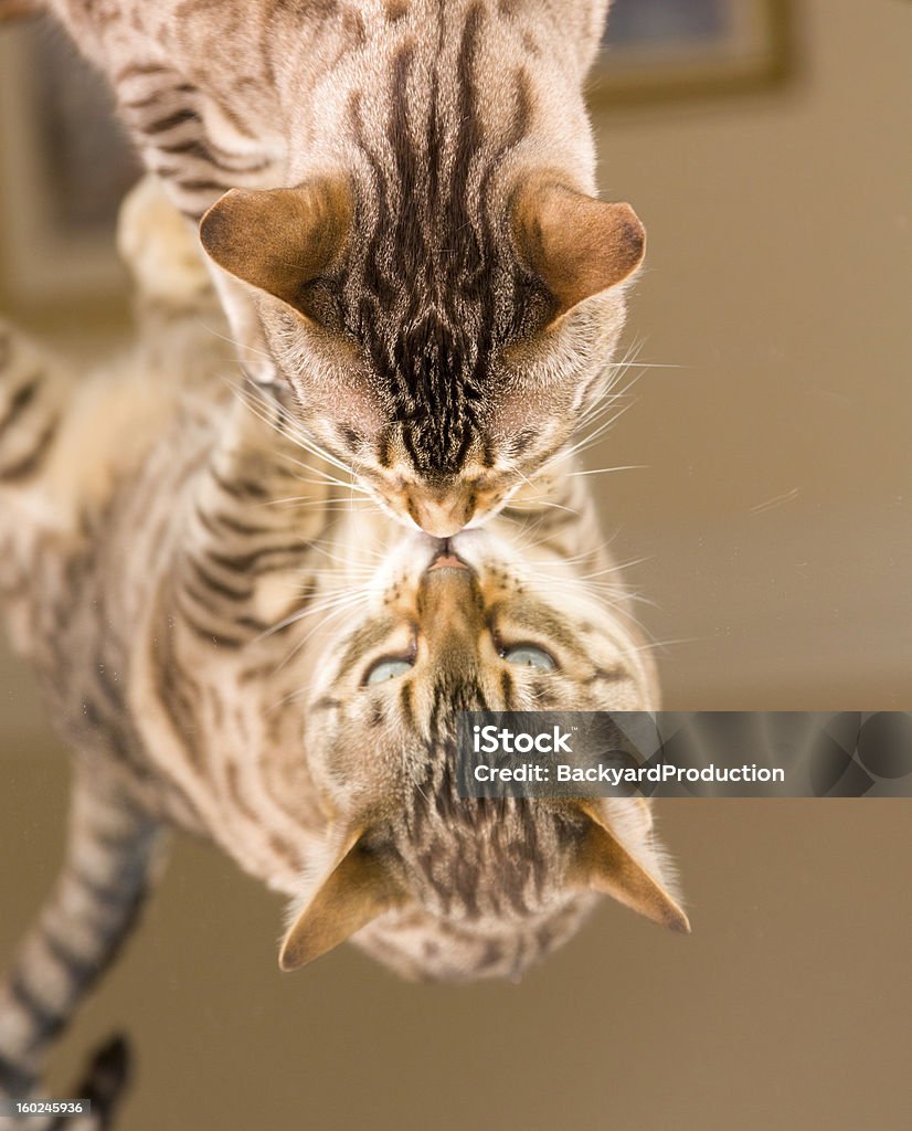 Orange brown Bengalkatze spiegelt sich in den Spiegel - Lizenzfrei Bengalkatze Stock-Foto