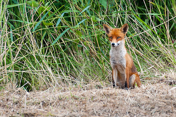 Wild joven fox de tall grass - foto de stock