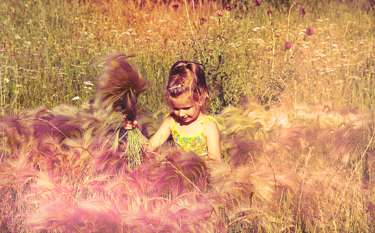 Little girl with autumn bouquet in the field. Happy child enjoying nature outdoors, walking, relaxing, breathing. Sunlit  little girl collecting meadow fluffy grass. Soft toned