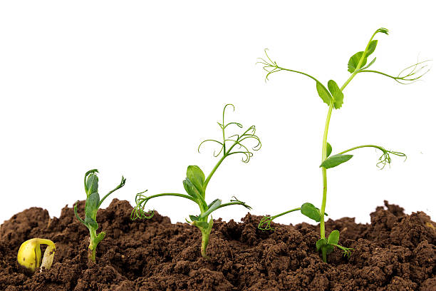 growing Plant Sequence in different stages stock photo
