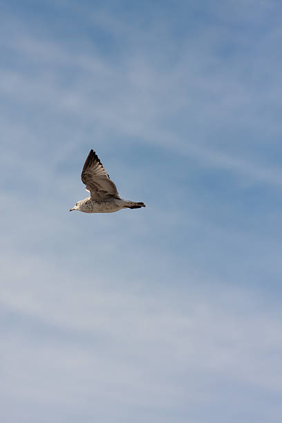 seagull stock photo