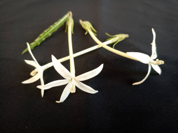 istock kitolod flower or Laurentia longiflora on a black background 1602492238
