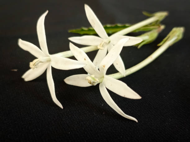 istock kitolod flower or Laurentia longiflora on a black background 1602494372