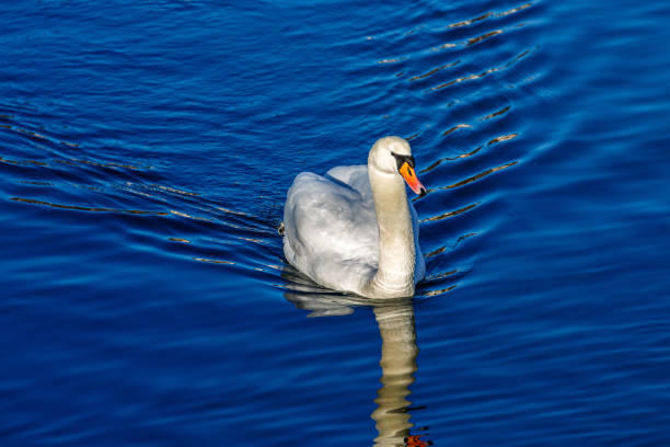 istock White mute swan swimming in a lake 1602511647