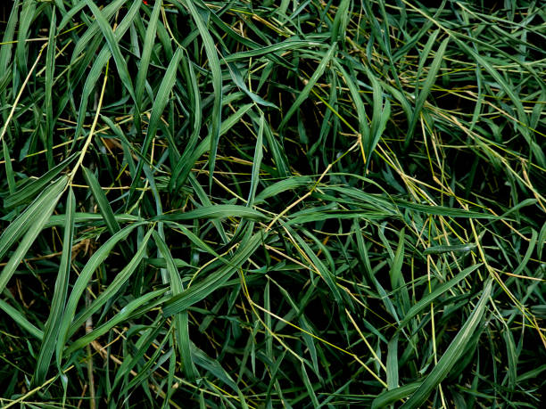 istock Group of bamboo leaves. Dark tone. 1602512688