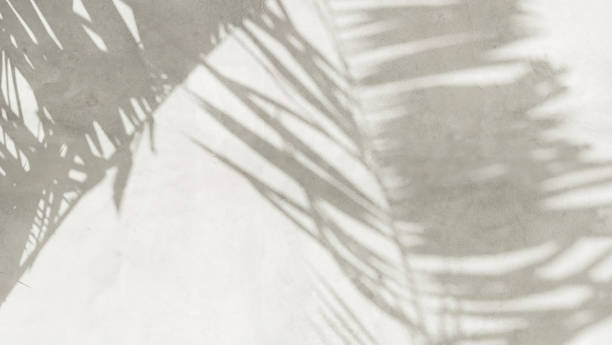 istock Close up texture of gray polished cement wall, beautiful sunlight, tropical palm tree leaf foliage shadow 1602512697