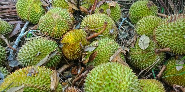 istock Durio zibethinuss murr or durian fruit 1602513218