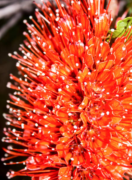 Close-up of the spectacular scarlet colored Natal Bottlebrush, Greyia sutherlandii, flower. Photoghraped in the Injisuthi region of the Drakensberg Mountains of South Africa. The Natal Bottlebrush, mostly grow on slopes and rocky ridges of the Drakensberg mountains up to altitudes of 1800 m. It is also found in the Mountains of Eastern Gauteng, Swaziland and part of the southern Mpumalanga Escarpment drakensberg flower mountain south africa stock pictures, royalty-free photos & images