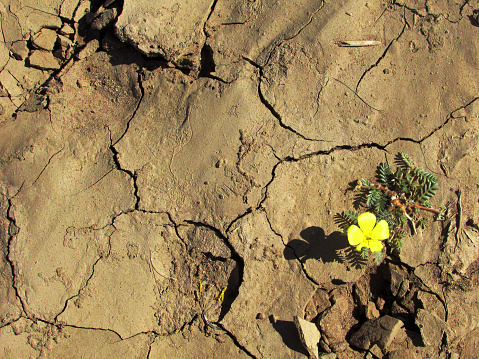 Single flower of a devils thorn on the dried up cracked ground in Southern Namibia.