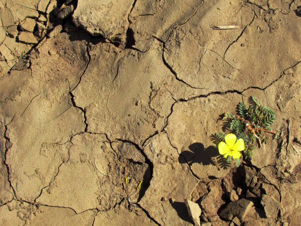 Beauty in Drought Single flower of a devils thorn on the dried up cracked ground in Southern Namibia. tribulus terrestris stock pictures, royalty-free photos & images